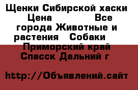 Щенки Сибирской хаски › Цена ­ 18 000 - Все города Животные и растения » Собаки   . Приморский край,Спасск-Дальний г.